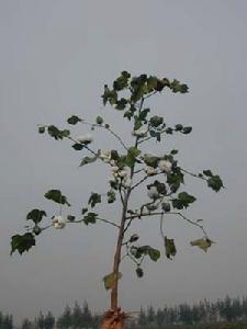 中棉所57 中棉所57