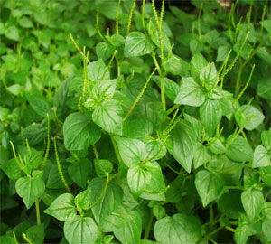 樟葉胡椒 樟葉胡椒