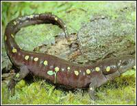 中國大蠑螈 中國大蠑螈