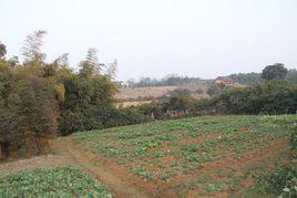 農村自留地 農村自留地