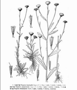 細莖飛蓬 （圖1、2、3）