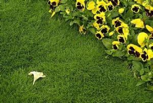 中亞還陽參 中亞還陽參