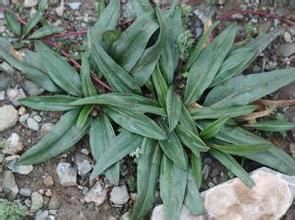 矮小耳草 矮小耳草