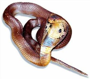 角響尾蛇[蛇類]