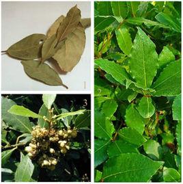 香葉月桂 香葉月桂