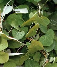 獨腳蟾蜍 獨腳蟾蜍