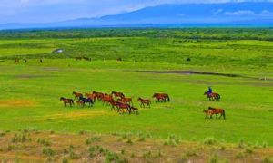 昭蘇草原 昭蘇草原