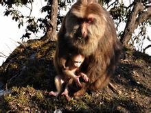 峨眉山猴 峨眉山猴