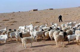 過度放牧 過度放牧