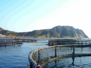 隍欽島_網箱養魚
