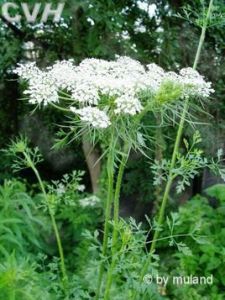 野胡蘿蔔 野胡蘿蔔