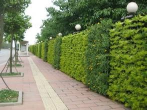 標準立體綠化 標準立體綠化