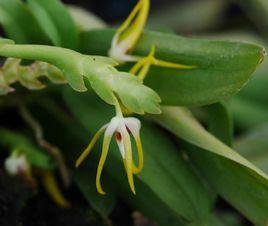 白點蘭屬 白點蘭屬