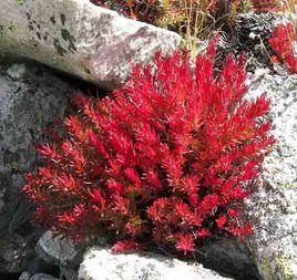 紅景天甙 紅景天甙