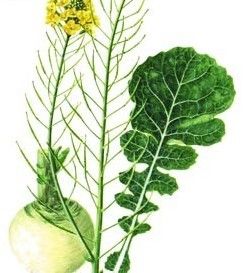 蕪青甘藍 蕪青甘藍