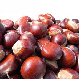 鎮安板栗 鎮安板栗