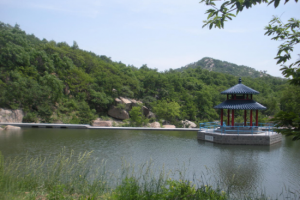 臨朐黑松林 臨朐黑松林