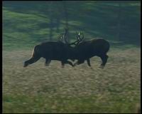 《236號麋鹿:孤獨者的故事》 《236號麋鹿:孤獨者的故事》