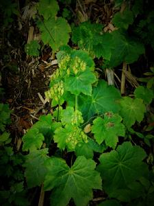 澗邊草屬 澗邊草屬