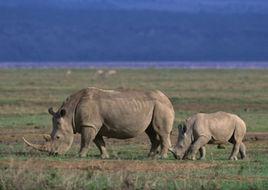 非洲黑犀牛 非洲黑犀牛