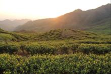 草王山茶業有限公司基地