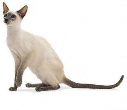 Siamese cat