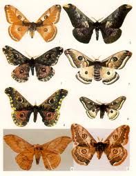 露蠶蛾散 露蠶蛾散