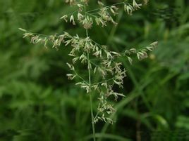 大花野青茅 大花野青茅