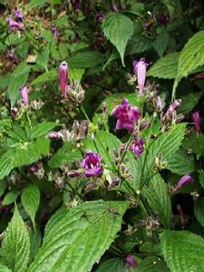 溪畔黃球花 溪畔黃球花