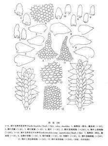 密葉光萼苔(原亞種) 密葉光萼苔(原亞種)