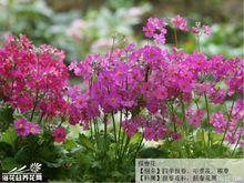 四季報春系列圖冊