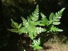 中國蕨屬 中國蕨屬