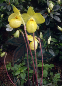 縱裂甲藻綱 縱裂甲藻綱