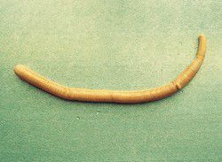 星蟲動物 星蟲動物