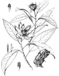 擬單性木蘭屬