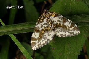 柯金線尺蛾[柯金線尺蛾]