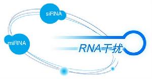 糖皮質激素受體