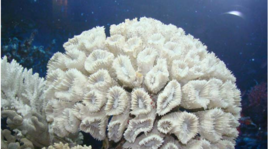 杯形海綿 杯形海綿