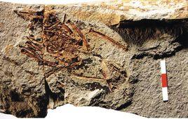 六齒大嘴鳥 六齒大嘴鳥