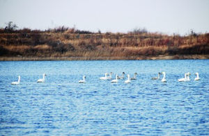 鞠灣水庫 鞠灣水庫