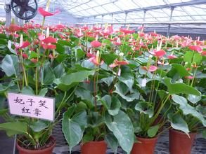 妃子笑紅掌 妃子笑紅掌