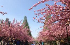 科大櫻花 科大櫻花