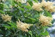 漆葉泡花樹 漆葉泡花樹