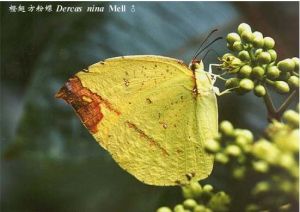 橙翅方粉蝶 橙翅方粉蝶