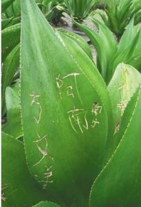 遭遊客刻字的皇冠龍舌蘭