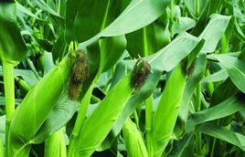 萬青飼1號 萬青飼1號