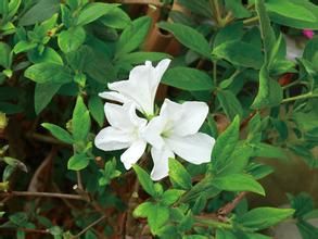 腺絨杜鵑 腺絨杜鵑