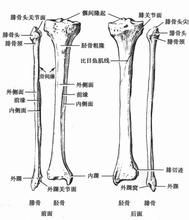 下肢骨 下肢骨