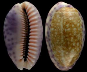 紫氣中華寶螺 紫氣中華寶螺