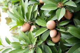 收穫人生的果實 收穫人生的果實